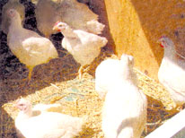 Using Chickens to Detect West Nile Virus Image